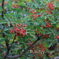 extrait de thé de poivre de sichuan